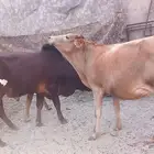 بقر صغار سن بالثور