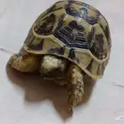 سلحفاة برية