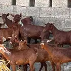 معزا دهم ووشح 14 بفحلها