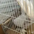 حمام هندي رقاص