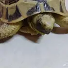 سلحفاة برية نشيطة وبصحة ممتازة