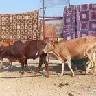 بقر صغار سن بالثور