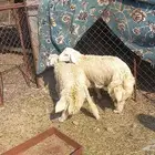 اثنين طليان