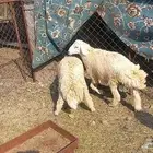 اثنين طليان