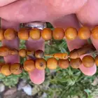 سبحه انتيك والخامه مشروطه الماني زينه وخزينه