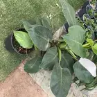 مجموعه جديده من النباتات الداخليه. بأسعار منافسه.