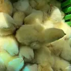 صوص لاحم