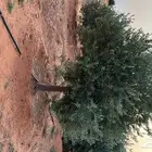 شجر زيتون معمر بأحجام كبير للبيع