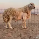 فحل صنف احرش مشروط جرم ومد