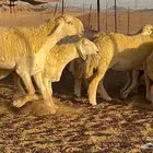 رخال صنف معرفه نادره