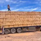 برسيم بسيطا