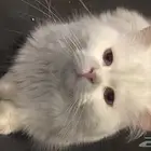قط ذكر للتزاوج والتلقيج مجانا