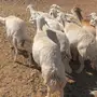 حرش للبيع مقنوي