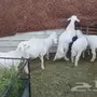 6 خرفان بلديه