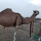 Red coastal camel
