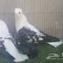 جوز سوالوو 