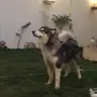 الاسكا مالموت   ALASAKAN MALAMUTE 