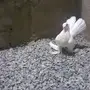 طبه الاسكا