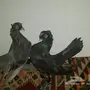 جوز الاسكا