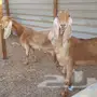 عنزين مصريه جروم توب ماشاءالله البيع سمح 