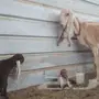 عنز هولنديه منتجه تحتها تيسين ماشاءالله 