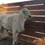 فحل حري للبيع