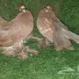 طبه جاوا 