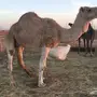 نياق قصب  سمينات 