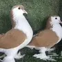 شيرازي اصفر