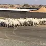 ضان حرش