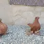 طبه جاوا
