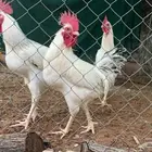 ديك ديوك فاخرة