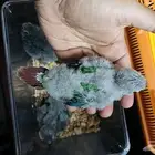 فروخ كنيور قرين عمر 30 يوم