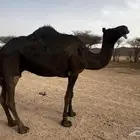 حايل