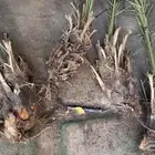 4 فسايل نخل خلاص الاحساء