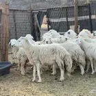 ضاان حرش