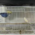 زوج كناري منتج و قريب انتاج