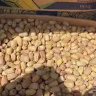 بديرة بيشه حبه طيبه