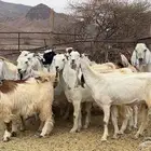 معزه مصريات صنف طيبه