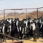 جفار عوارض صنف مضريع ودفيع طيبه