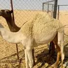 قعود هجن للبيع