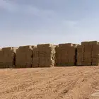 تبن قمح فيه نسبة قمح