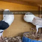 اجواز وفرايد نفاخ TOOP
