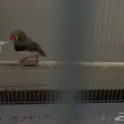 جوز زيبرا منتج البيع كامل 70