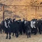 جفار عوارض مصريع ودفيع.طيبه