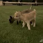 للبيع ماعز قزم صغير