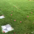 عشب ثيل نجيله صافي
