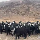 جفار عوارض صنف مضريع ودفيع طيبه