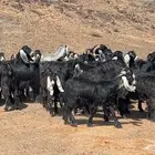 معزه عوارض صنف مضريع ودفيع طيبه