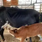 بقر للبيع